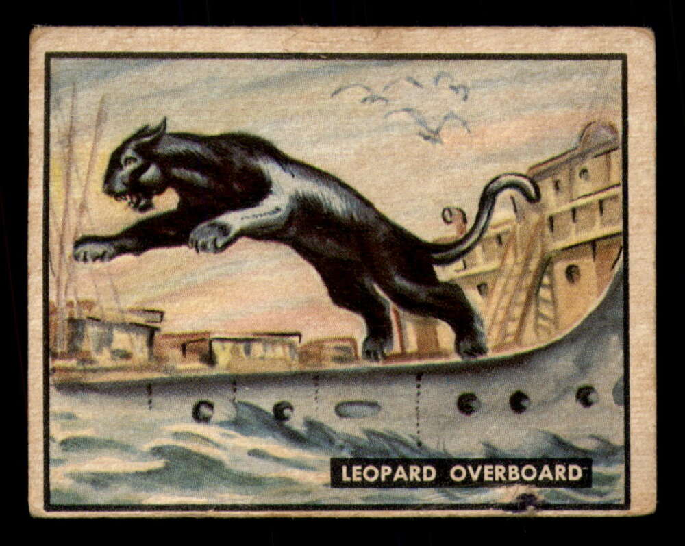 61 Leopard Overboard